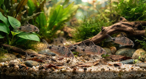 Peppered corydoras fish